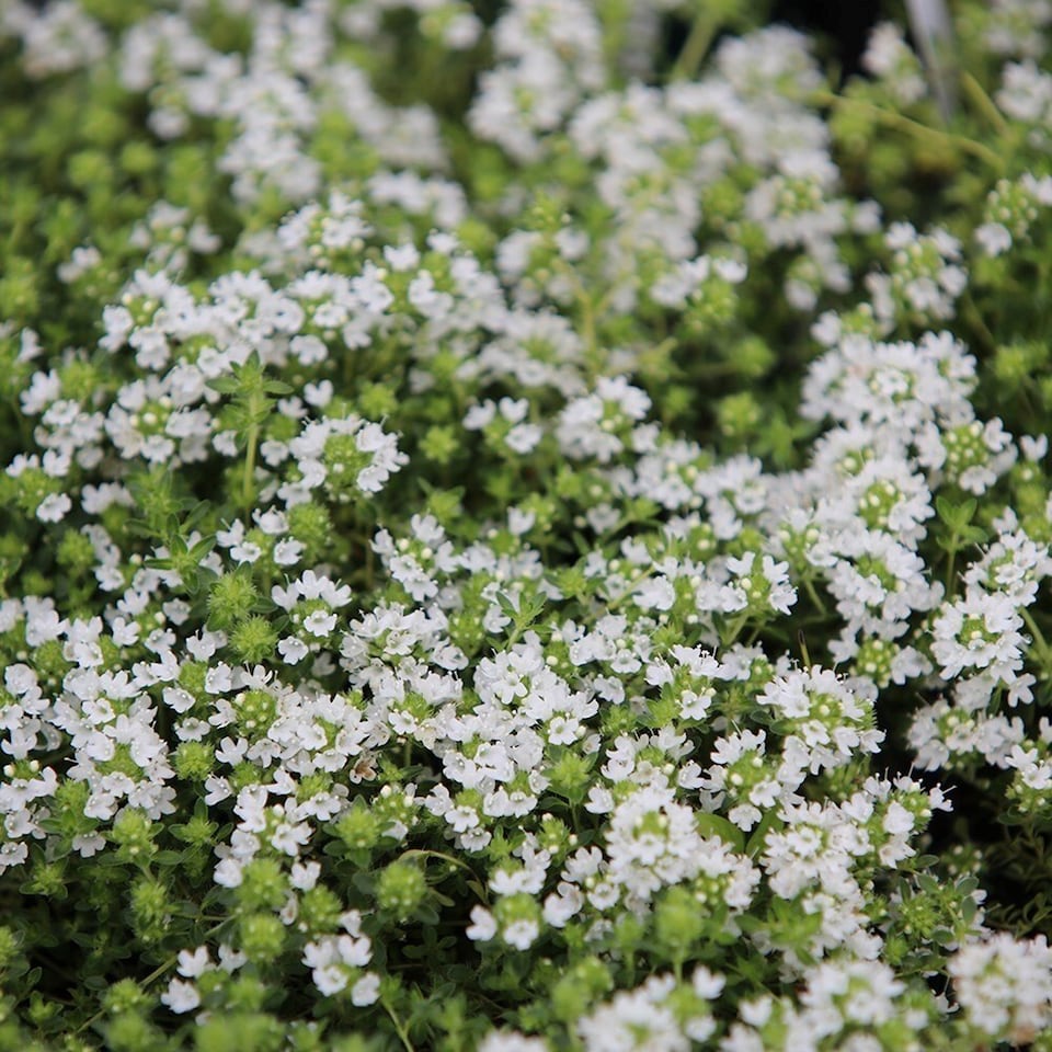 Set of 3 Thyme Serpyllum Snowdrift Herb Plant Creeping Thyme or Thymus Serpyllum 9cm Pot | White | White | 9cm Pot | 3