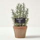 image 1 of Homescapes Artificial Thyme Plant in Decorative Pot