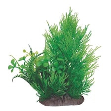 Aquarium Boxed Plant Mix 6 - 22cm