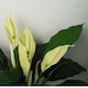 image 2 of Artificial Peace Lily White Spathiphyllum