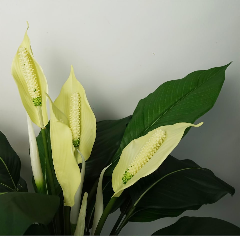 image 1 of Artificial Peace Lily White Spathiphyllum