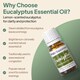 image 2 of Eucalyptus Essential Oil - 2x10ml bottles