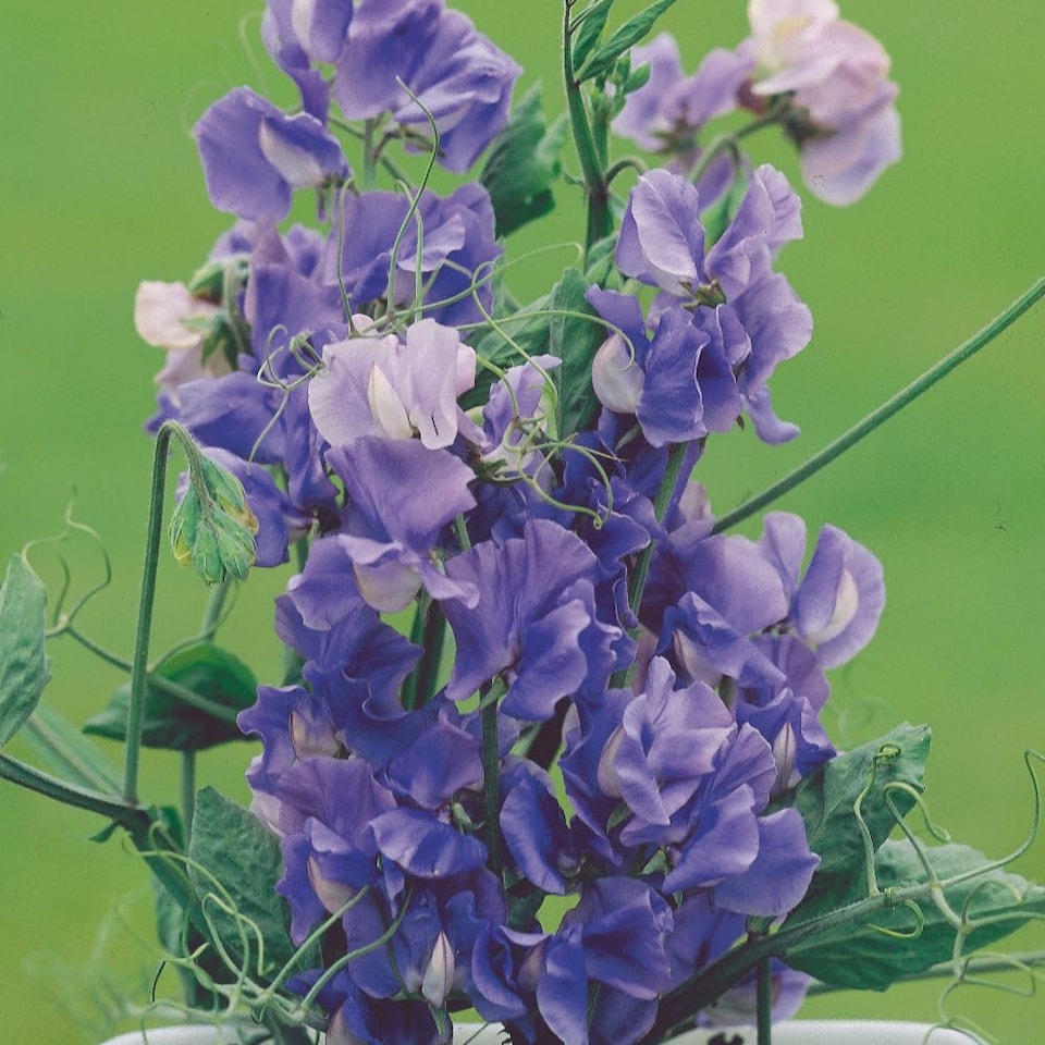 image 1 of Noel Sutton Sweet Pea Seeds - Classic Blue Fragrant Climbing Annual Cut Flower Cottage Garden by Thompson & Morgan