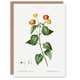 image 1 of Pierre-Joseph Redouté Art Card Lantana Plant Vintage Botanical