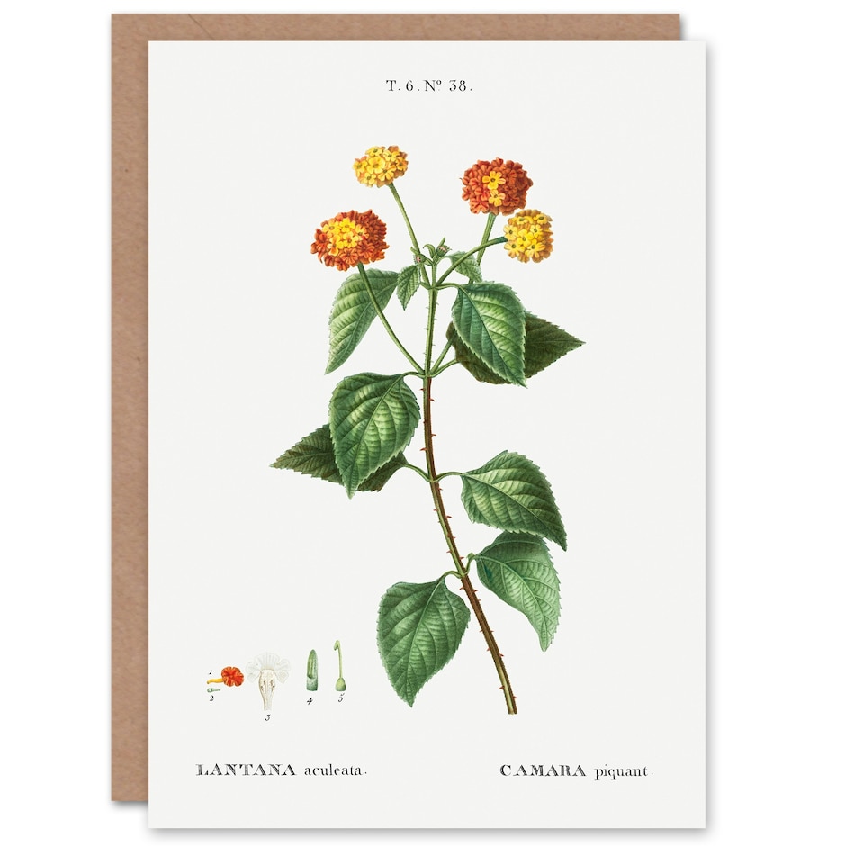 image 1 of Pierre-Joseph Redouté Art Card Lantana Plant Vintage Botanical