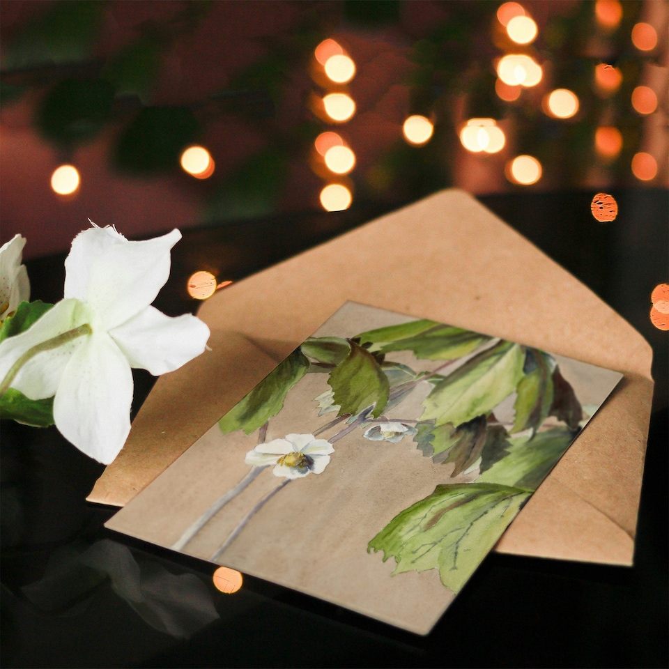 image 1 of Hannah Borger Overbeck Art Card May Apple Flower Watercolour