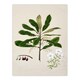 image 3 of Sarah Featon Framed Wall Art New Zealand Rauhuia and Hinau Flowers Home Décor