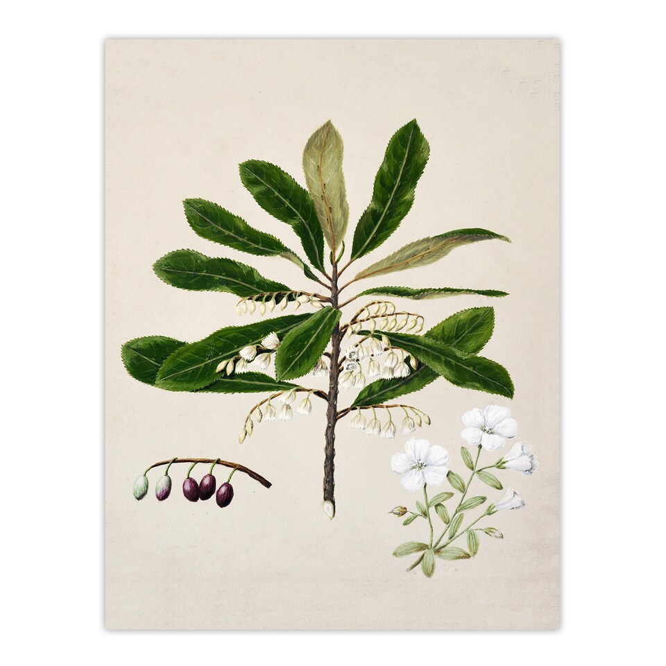 image 1 of Sarah Featon Framed Wall Art New Zealand Rauhuia and Hinau Flowers Home Décor