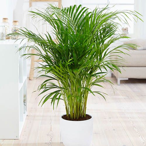 Chamaedorea elegans 'Parlour Palm' in a 12cm pot - Indoor Plants for Homes - Potted House Plants for Air Purifying