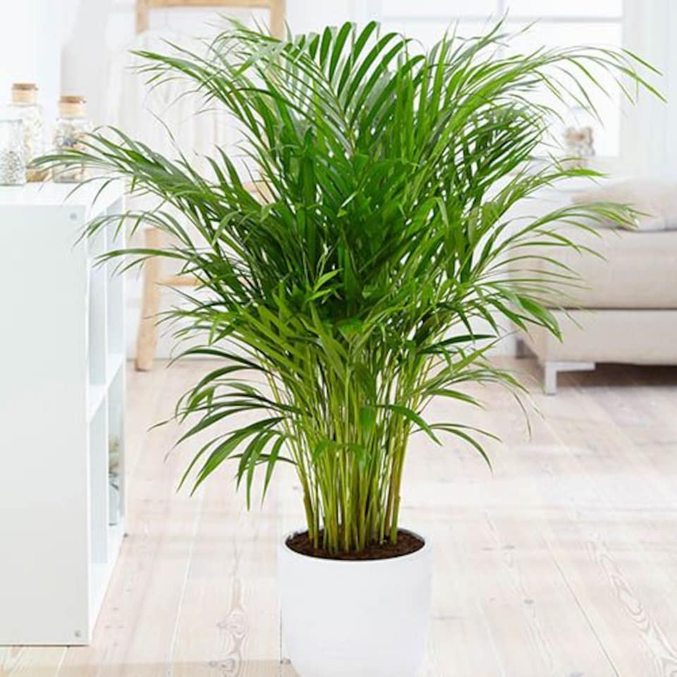 image 1 of Chamaedorea elegans 'Parlour Palm' in a 12cm pot - Indoor Plants for Homes - Potted House Plants for Air Purifying