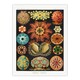 image 3 of Ernst Haeckel Framed Wall Art Print Ascidiae Colourful Marine Life Home Décor