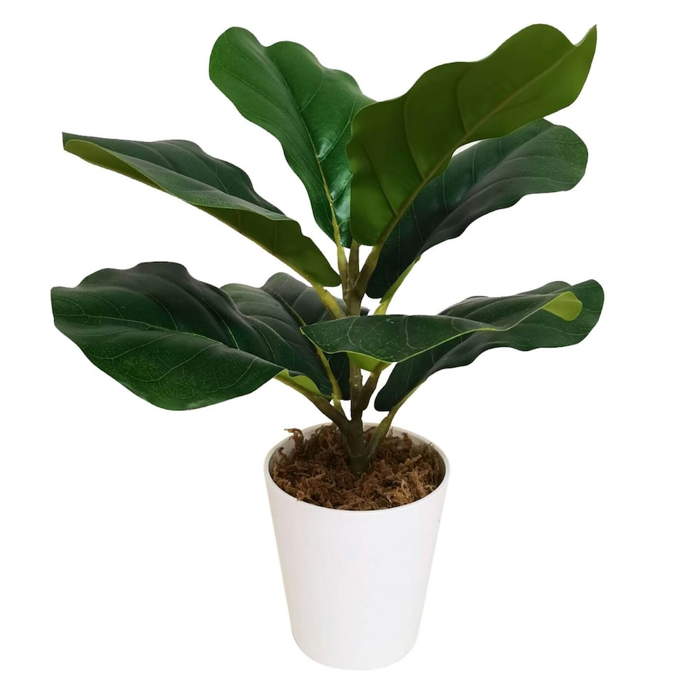 image 1 of 38cm Potted Artificial Fiddle Fig Plant