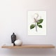 image 4 of Saucer Magnolia Flower Redoute Vintage Wall Art Poster Print 12X16"