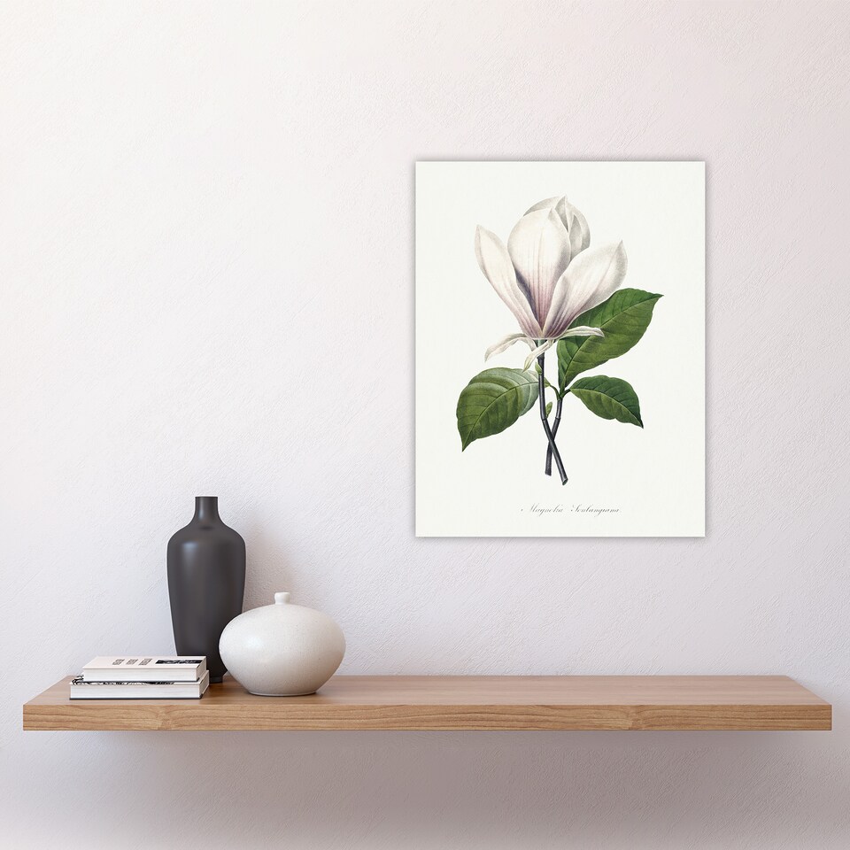 image 1 of Saucer Magnolia Flower Redoute Vintage Wall Art Poster Print 12X16"