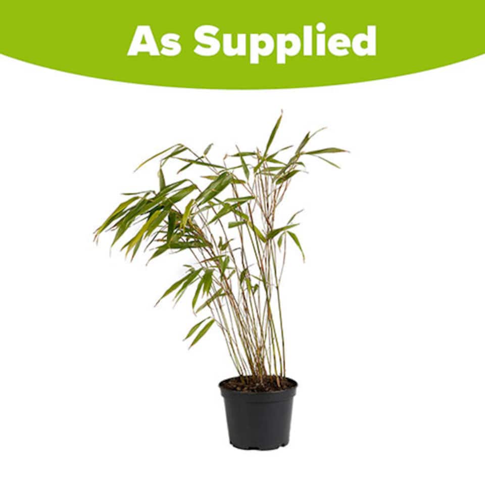 image 1 of YouGarden Fargesia rufa 'Fountain' Bamboo in a 9cm Pot, Evergreen Clump-Forming Bamboo Plant for Outdoors