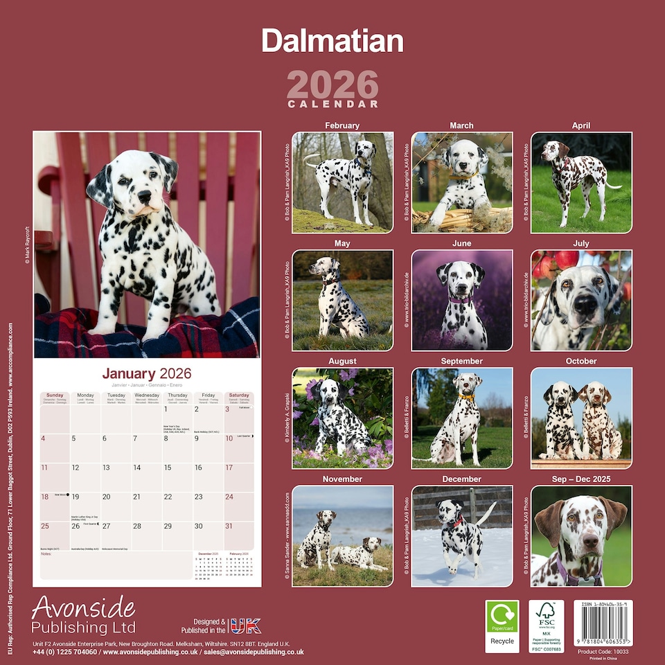 image 1 of Dalmatian 2026 Calendar | Square Wall Calendar | Dog Breed Gift | Plastic Free Packaging | by Avonside Publishing