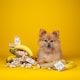 image 2 of YAKERS Peanut Butter & Banana Natural Himalayan Dog Chews - Pack of 2 (Medium)