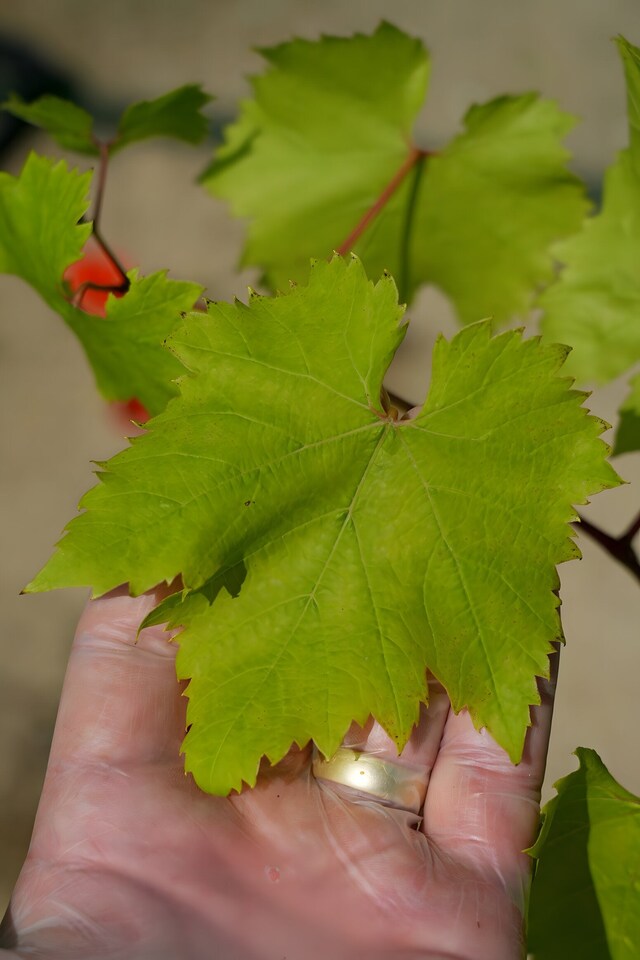 image 1 of Grape Vine 'Bianca' - Disease-Resistant Outdoor White Variety
