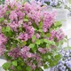 image 1 of Marshalls Garden Syringa 'Flowerfesta Pink' - Dwarf Lilac, 3 x 9cm Pots