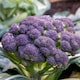 image 6 of Marshalls Garden Broccoli Seeds 'Claret' F1 90 Seeds | Green | Green, Purple