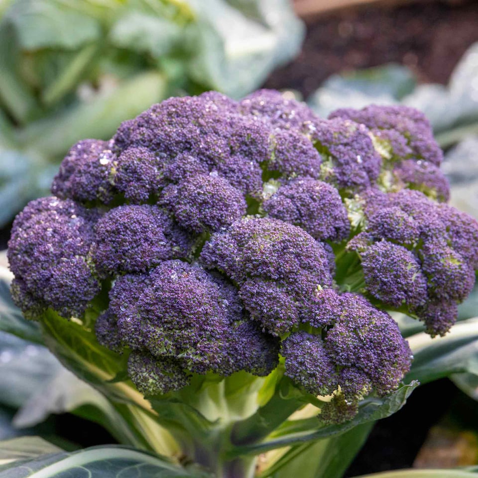 image 1 of Marshalls Garden Broccoli Seeds 'Claret' F1 90 Seeds | Green | Green, Purple