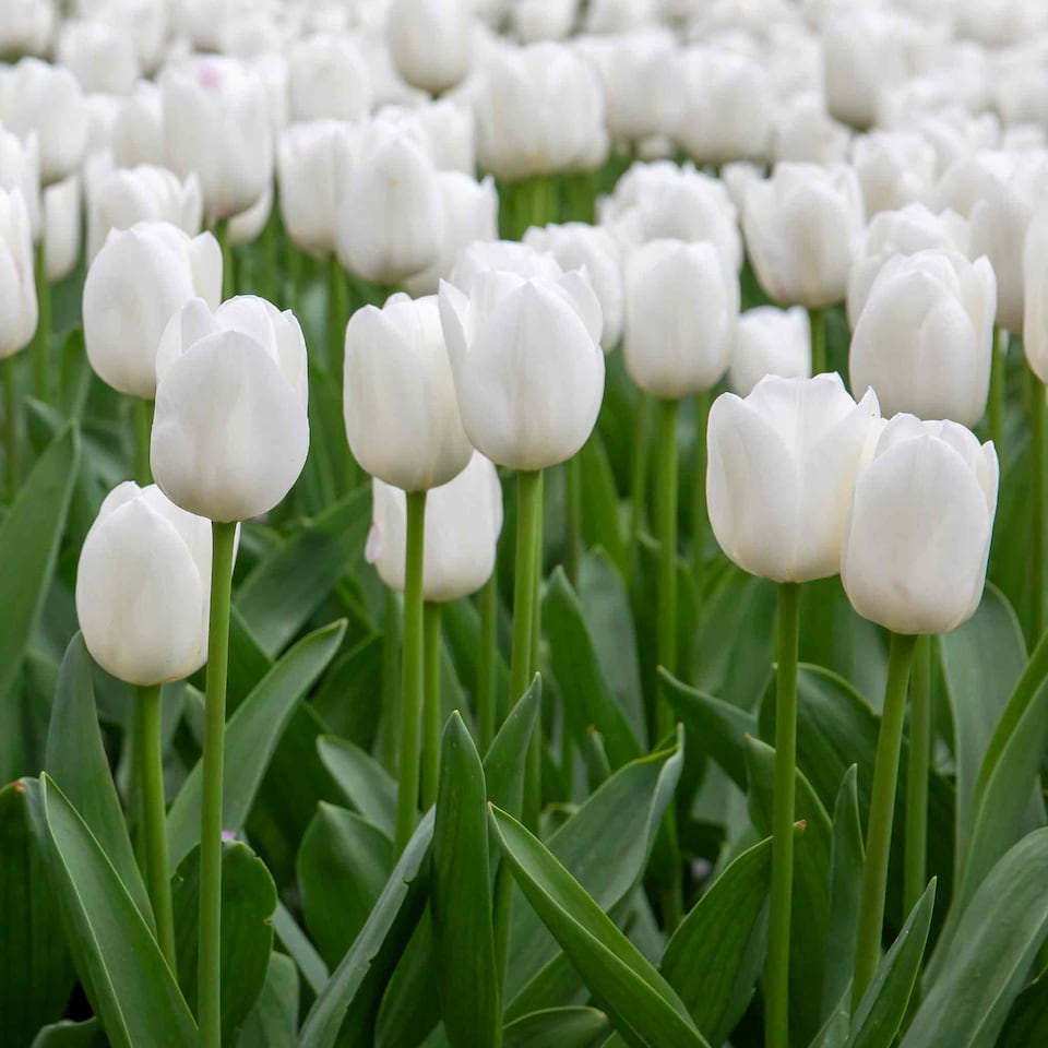 image 1 of Marshalls Garden Tulip Bulbs 'Clearwater' 10 Pack