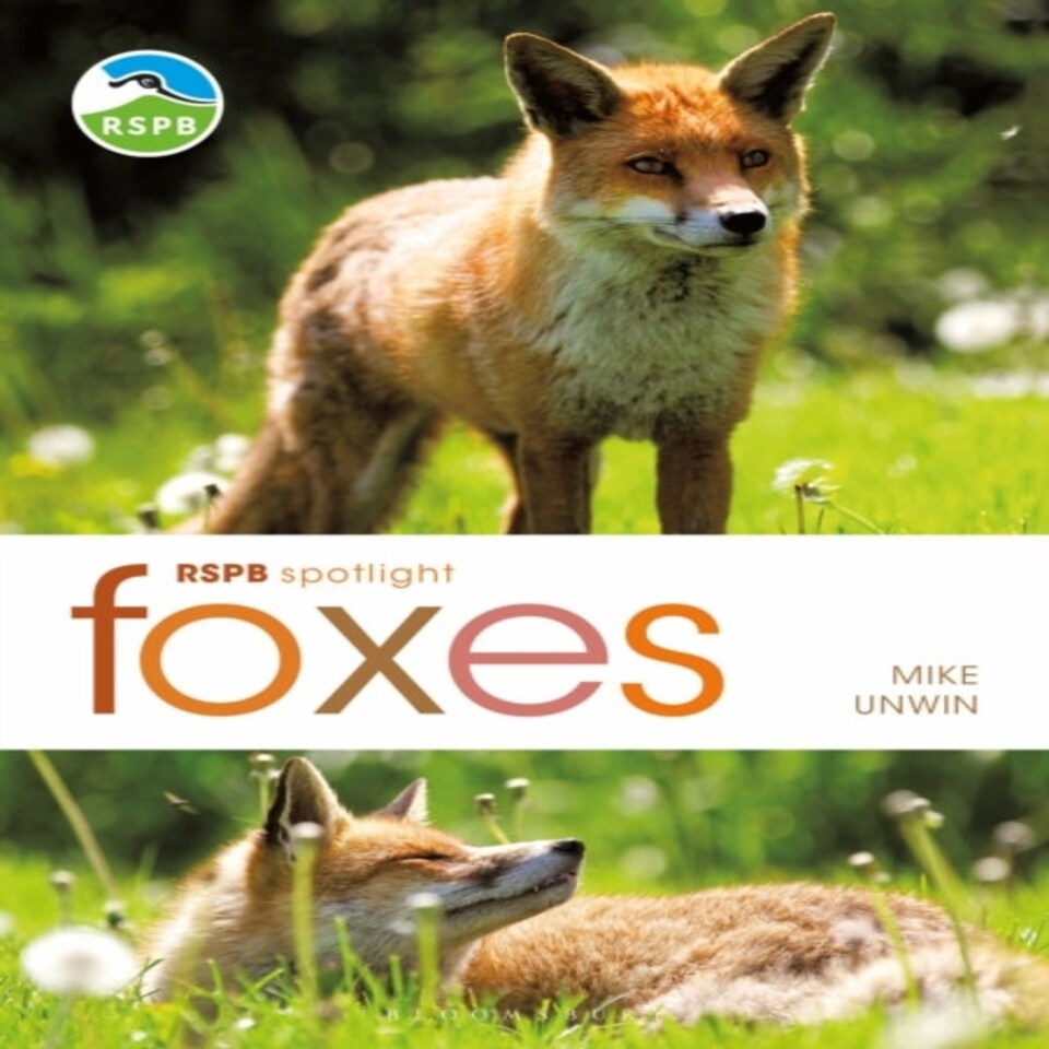 Rspb Spotlight: Foxes