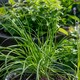 image 9 of Marshalls Garden Garlic Chive Allium tuberosum (3 x 9cm)