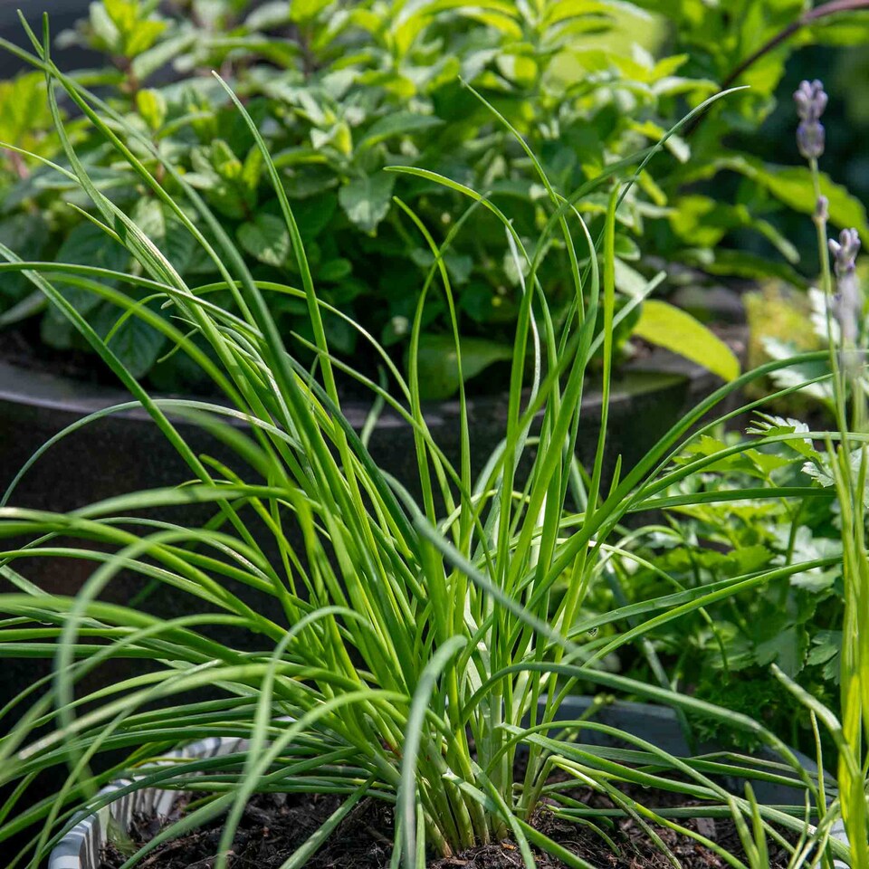 image 1 of Marshalls Garden Garlic Chive Allium tuberosum (3 x 9cm)