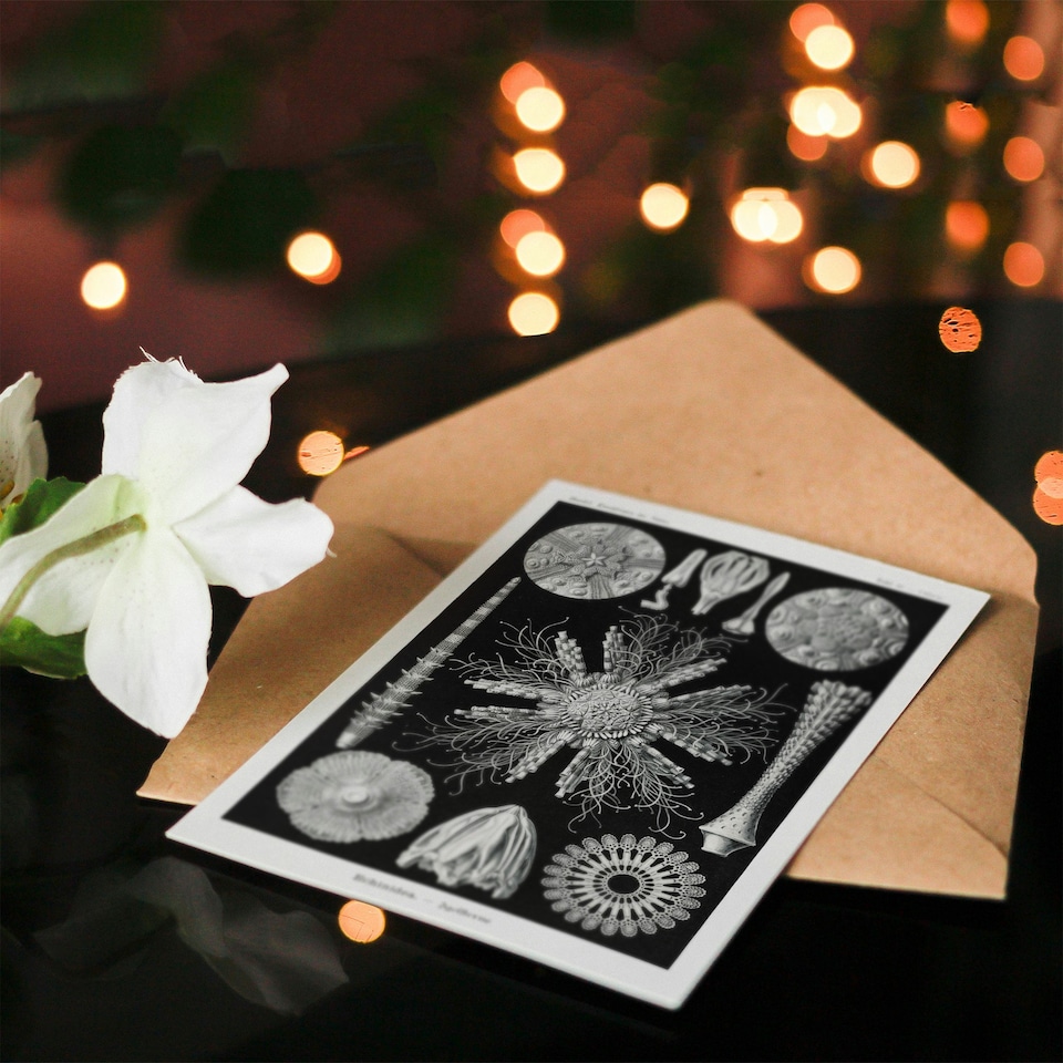 image 1 of Ernst Haeckel Art Card Echinidea Sea Urchin Species