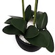 image 5 of Orchid White - Black Ceramic Planter