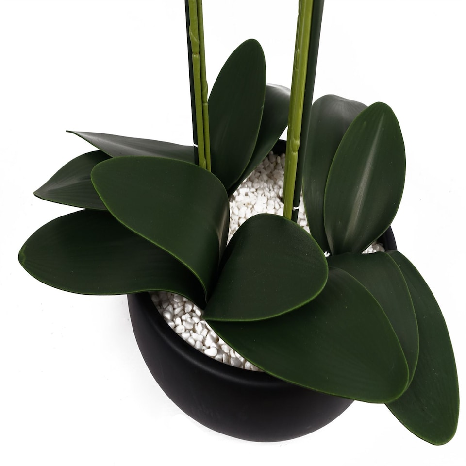 image 1 of Orchid White - Black Ceramic Planter