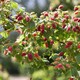 image 4 of Carbeth Plants 3 x Tayberry Buckingham Fruit Plant in 9cm Pot - Raspberry & BlackBerry Hybrid Fruit - Heavy Cropping