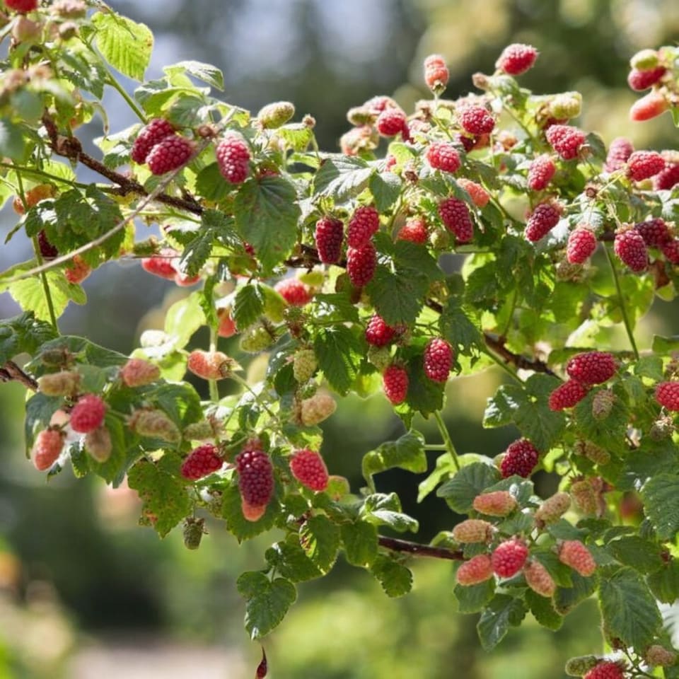 image 1 of Carbeth Plants 3 x Tayberry Buckingham Fruit Plant in 9cm Pot - Raspberry & BlackBerry Hybrid Fruit - Heavy Cropping