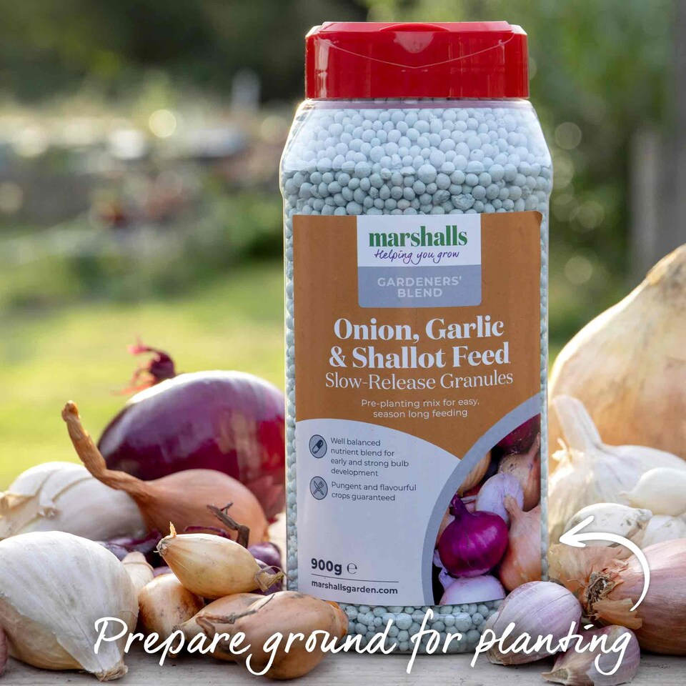 image 1 of Pre-Rooted Onions Autumn Red and White Mix - 12 Sets