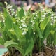 image 1 of Marshalls Garden Lily of the Valley (Convallaria majalis) 3 x 9cm
