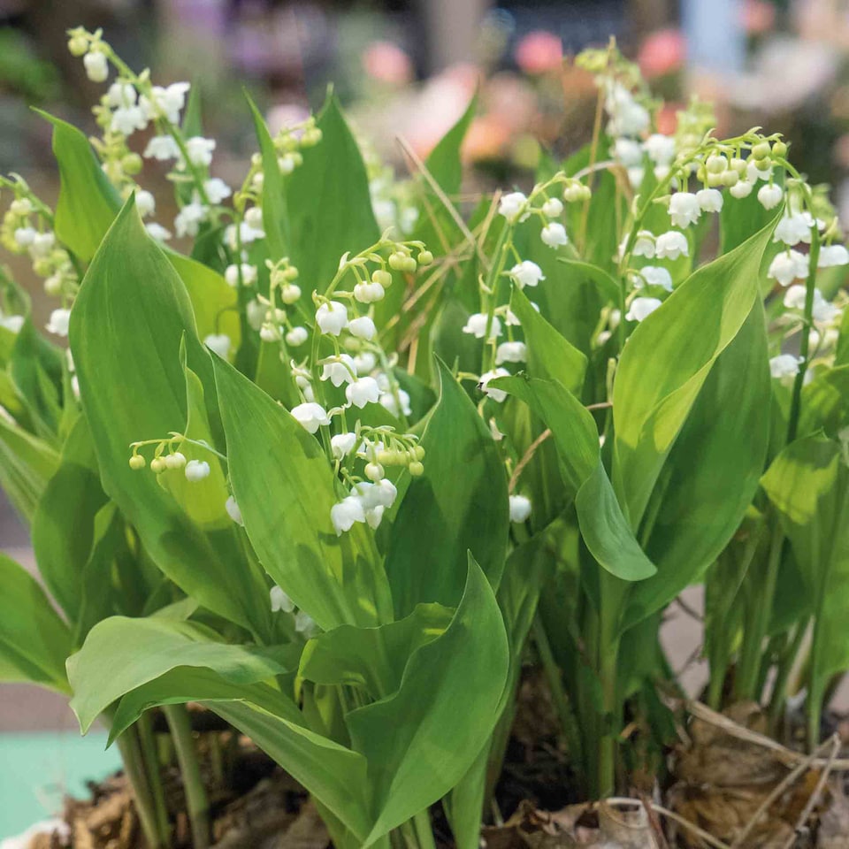 image 1 of Marshalls Garden Lily of the Valley (Convallaria majalis) 3 x 9cm