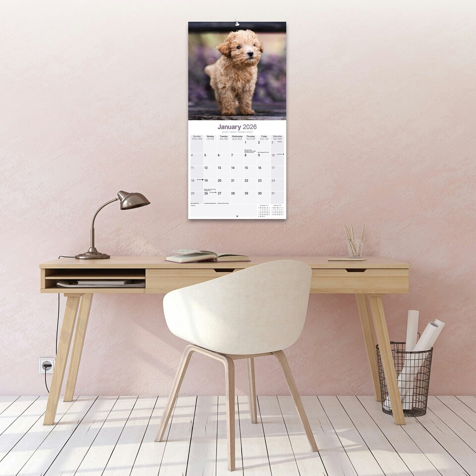 image 1 of Toy & Miniature Poodle 2026 Calendar | Square Wall Calendar | Dog Breed Gift | Plastic Free Packaging | by Avonside Publishing