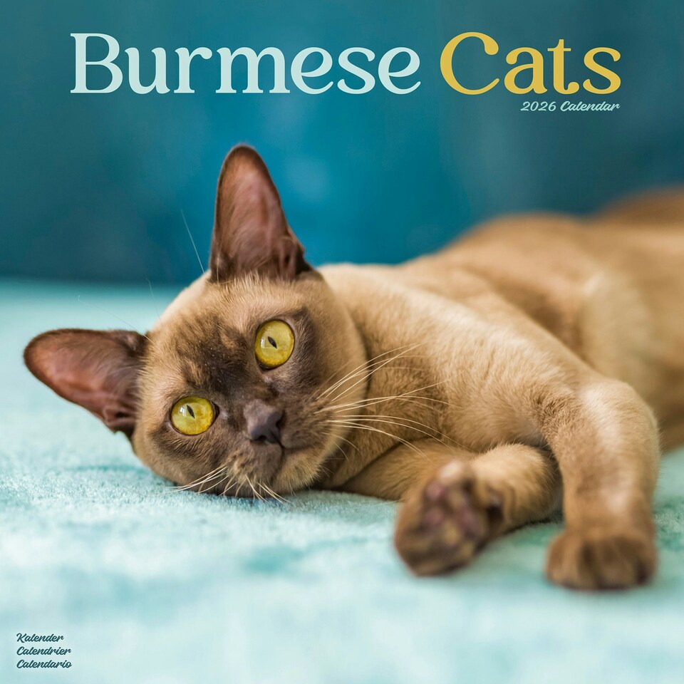 image 1 of Burmese Cats 2026 Calendar | Square Wall Calendar | Cat Gift | Plastic Free Packaging | by Avonside Publishing