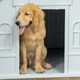 image 8 of PawHut Weather-Resistant Dog House, Puppy Shelter for Large Dogs - Blue
