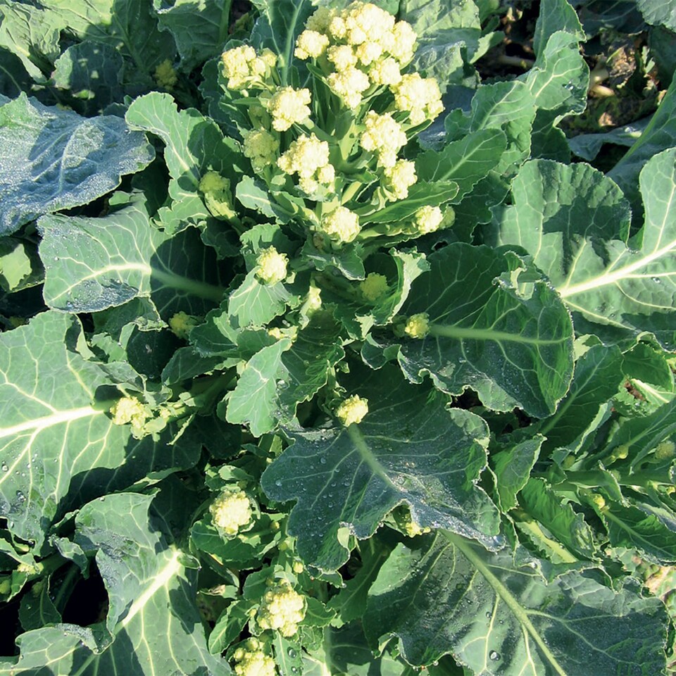 image 1 of Broccoli Burbank F1 | Multi | Green, White