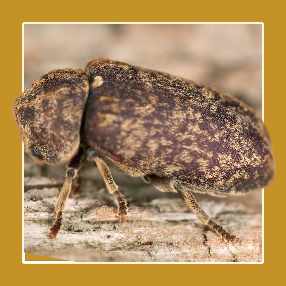 image 1 of Soluguard Woodworm Treatment (1x5L Clear & Sprayer) Ready for Use & Pump Action Pressure Sprayer.  Solvent-Free Woodworm Killer.