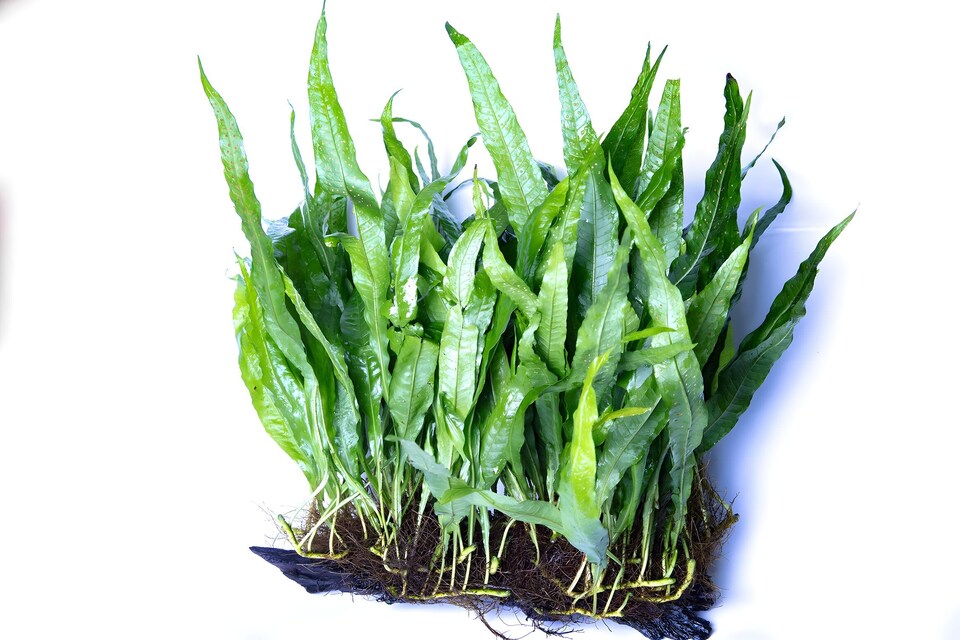 image 1 of Java Fern (Microsorum pteropus) - Live Aquarium Plant for Midground Planting, Low Light, No CO2 Needed - Fish Tank Plant