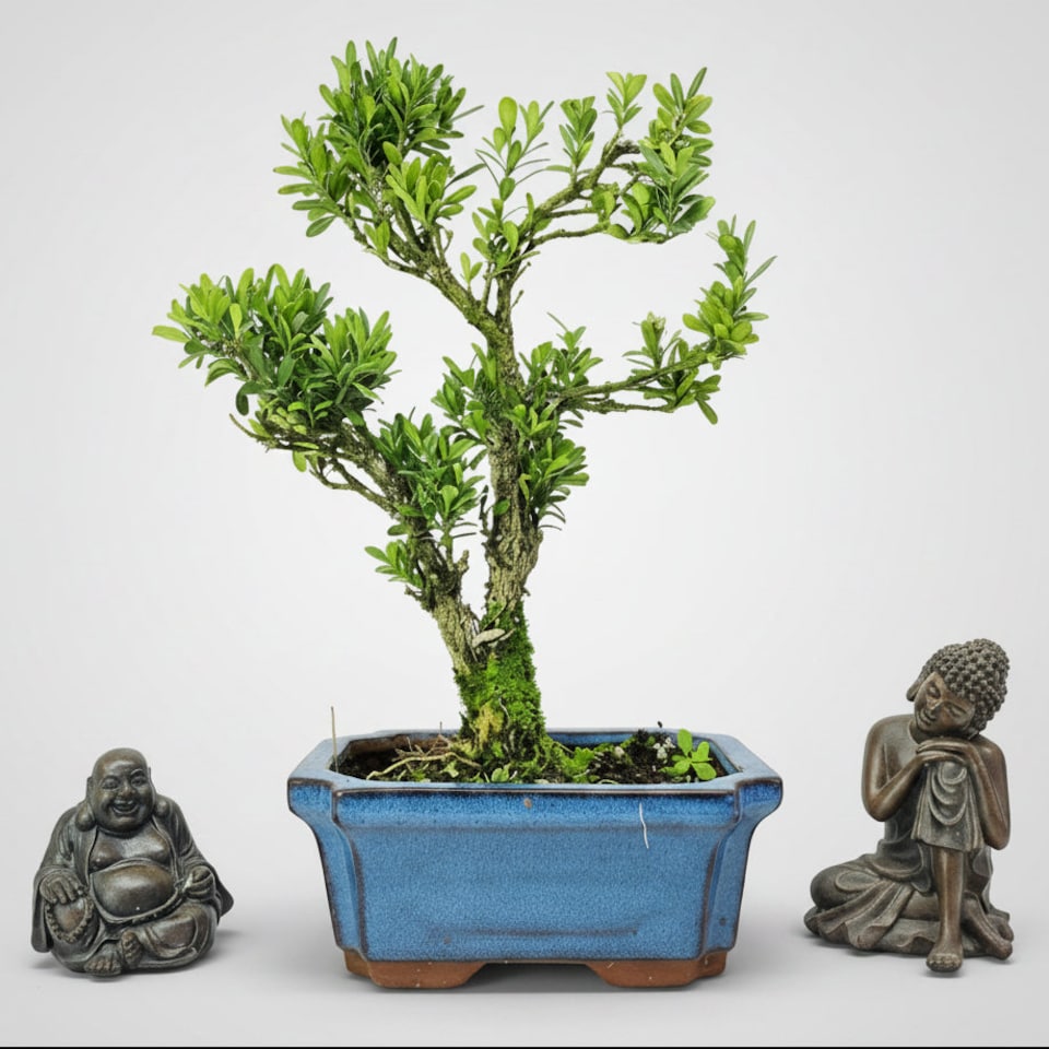 Yorkshire Bonsai Boxwood (Buxus Harlandii) Bonsai Tree Shaped In 15cm Pot