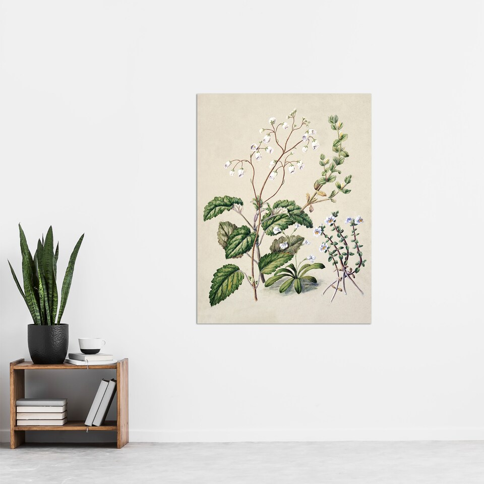 image 1 of New Zealand Swamp Mazus Flowering Plant Featon Huge Wall Art Poster Print 24X32"