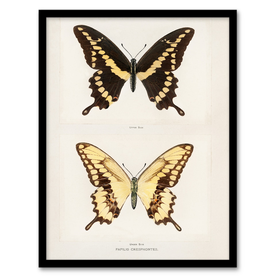 image 1 of Sherman Denton Framed Wall Art Print Giant Swallowtail Butterfly Home Décor