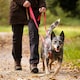 image 3 of HALTI Double-Ended Lead For Dogs - Size Large - Red 2m