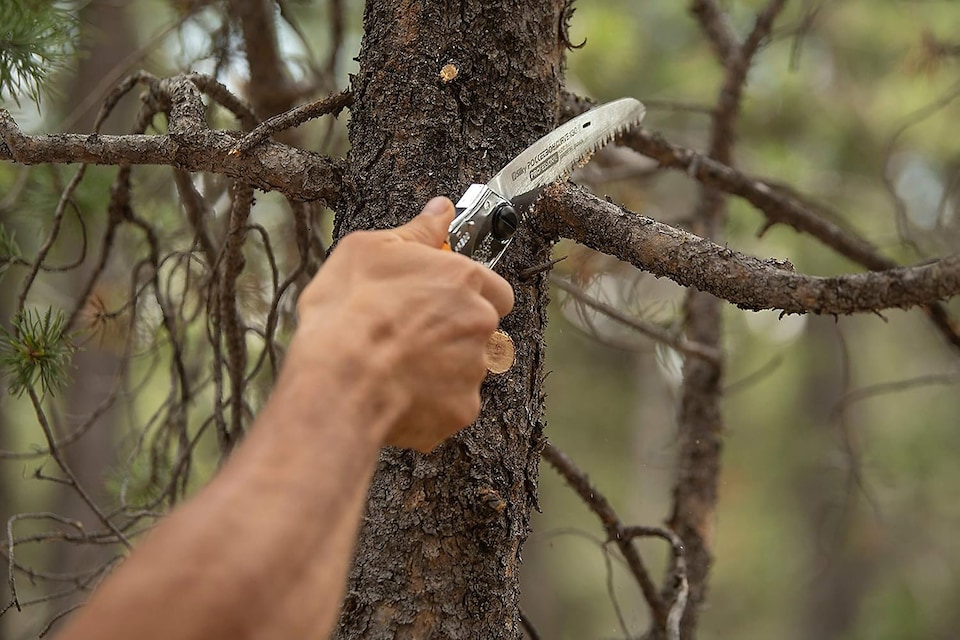 image 1 of Silky 726-17 Pocketboy Curve Folding Pruning Saw 170mm