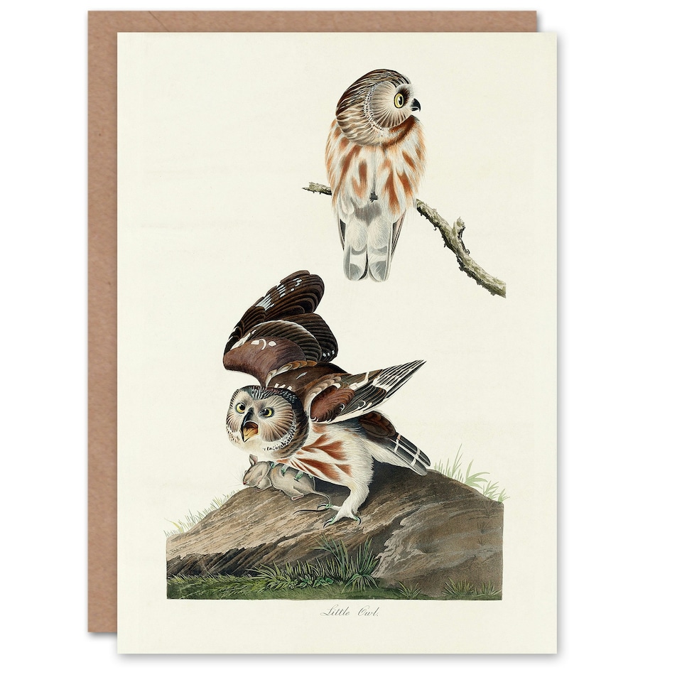 image 1 of John James Audubon Art Card Birds Of America Little Owls