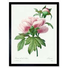 Pale Pink Peony Bloom Floral Stem Flowers Pretty Framed Wall Art Print